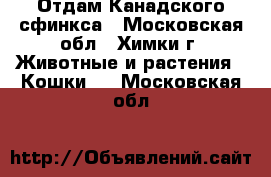 Отдам Канадского сфинкса - Московская обл., Химки г. Животные и растения » Кошки   . Московская обл.